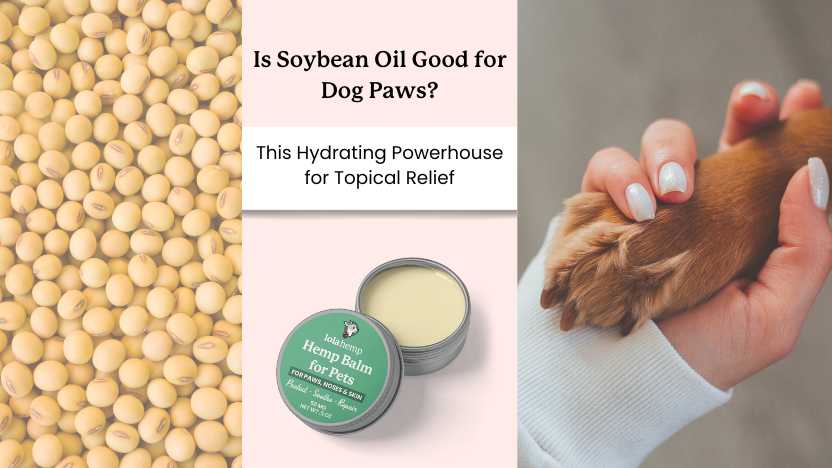 image of soybean, an image of Lolahemp cbd paw balm, text that says "is soybean oil good for dogs?" and an image of a dog's paws