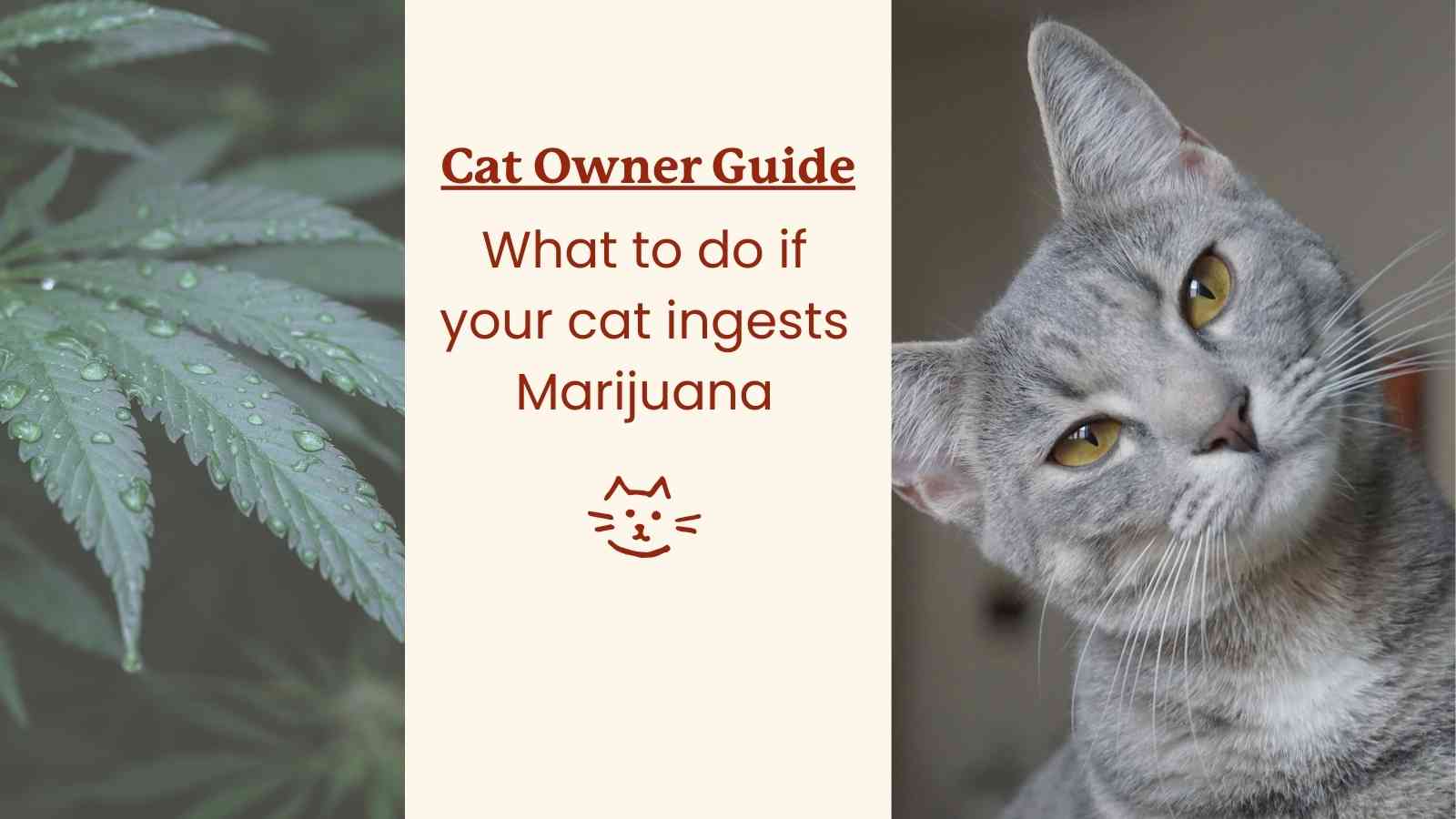image of a cannabis plant and a cat with text that reads "cat owner guide: what to do if your cat ingest marijuana".