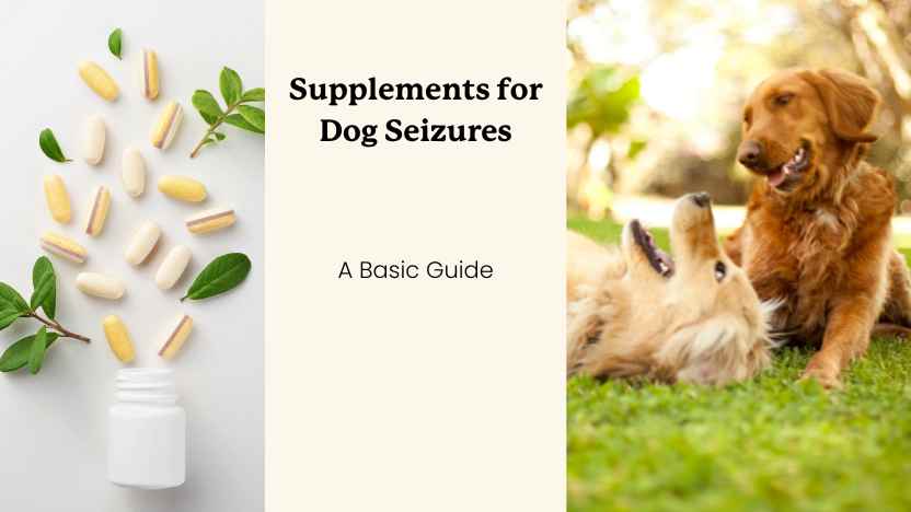 image of a bottle of supplements, next to two dogs who are happy outside.