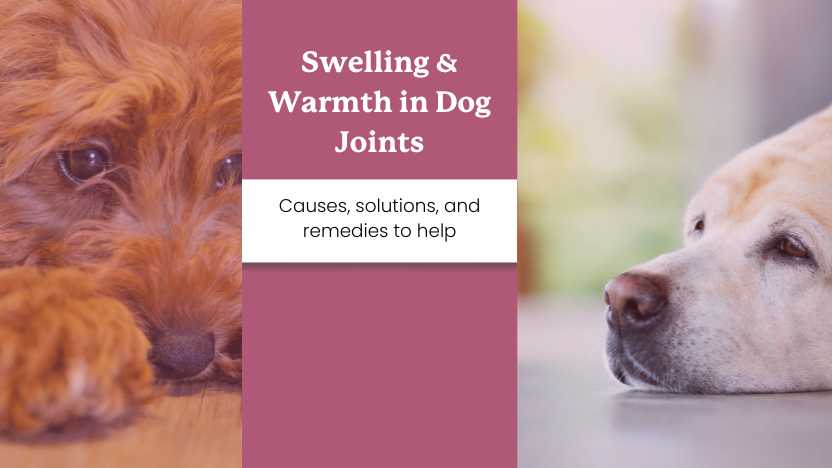 This image shows two sad dogs with swollen joints, and text that says "swelling and warmth in dog joints"