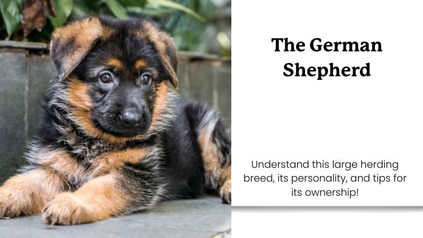 This image shows a picture of a cute puppy German Shepherd, as well as text that reads "The German Shepherd".