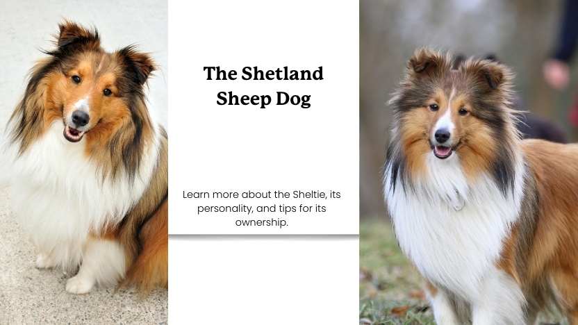 Sheltie Names Understanding The Sheltie – Lolahemp