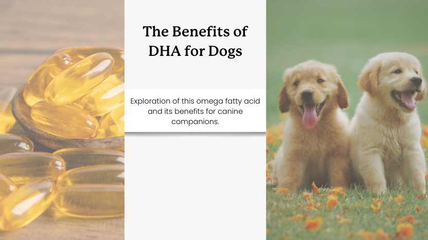 DHA pills and puppies with text that says "the benefits of DHA for dogs"