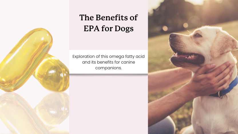 Image of fish oil and dog with text that reads "the benefits of EPA for dogs"