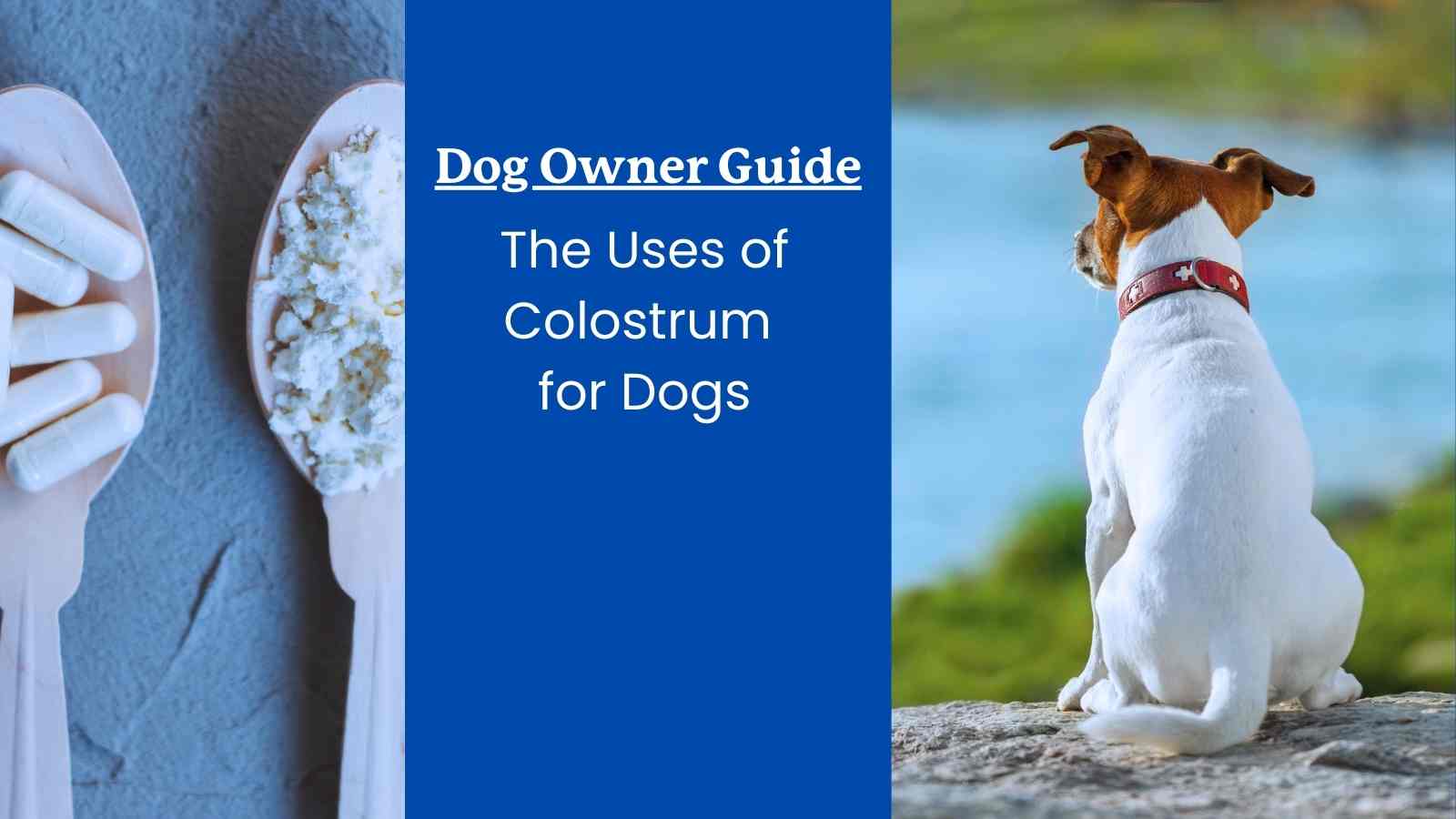 This article discusses the uses and benefits of bovine colostrum for dogs
