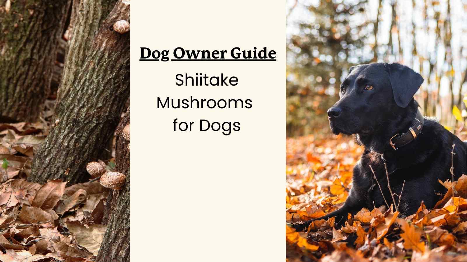 This is a guide for pet owners considering giving their dogs shiitake mushrooms