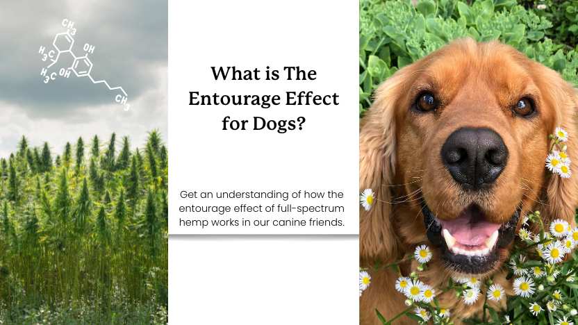This image shows hemp, a dog, and text that reads "what is the entourage effect for dogs?"