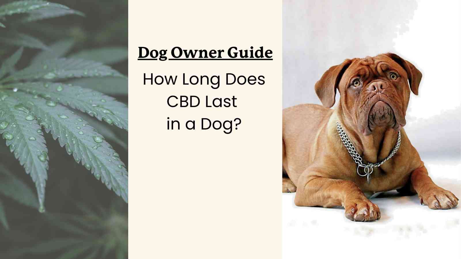 How Long Does CBD Last in a Dog? Usually, 4-8 Hours.