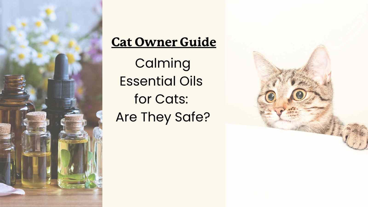 Which Essential Oils are Safe for Cats | 10 Must-Knows – Lolahemp
