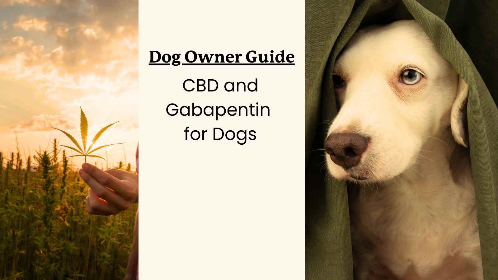 a hemp leaf and an anxious dog with text that says "dog owner CBD guide: CBD and gabapentin for dogs"