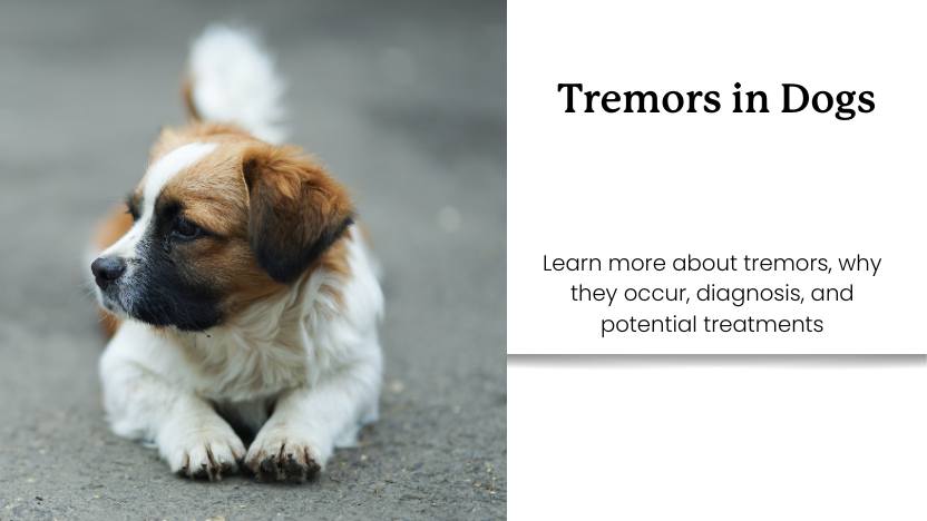 A small dog and text that reads "tremors in dogs"