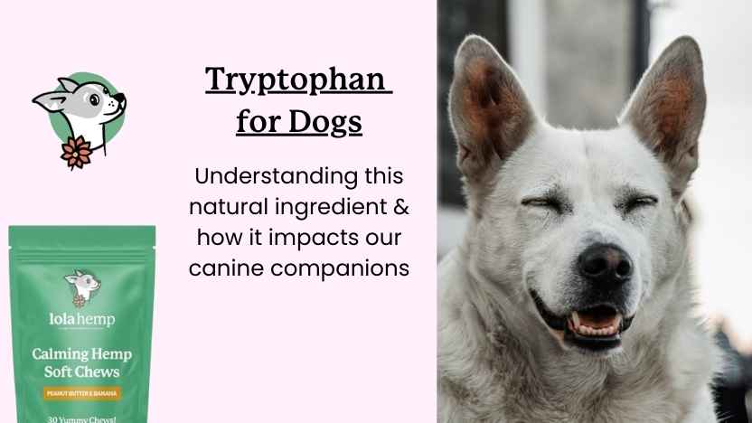 Using l-tryptophan for dogs - a dog owners guide to its benefits