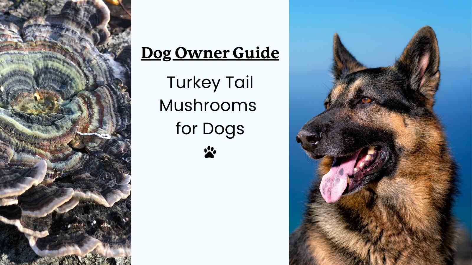 This is a Dog Owner's Guide to Turkey Tail Mushrooms