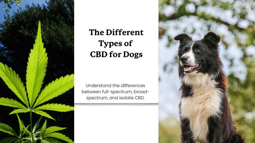 this image shows hemp and a dog, with text that reads "the different types of CBD for dogs"