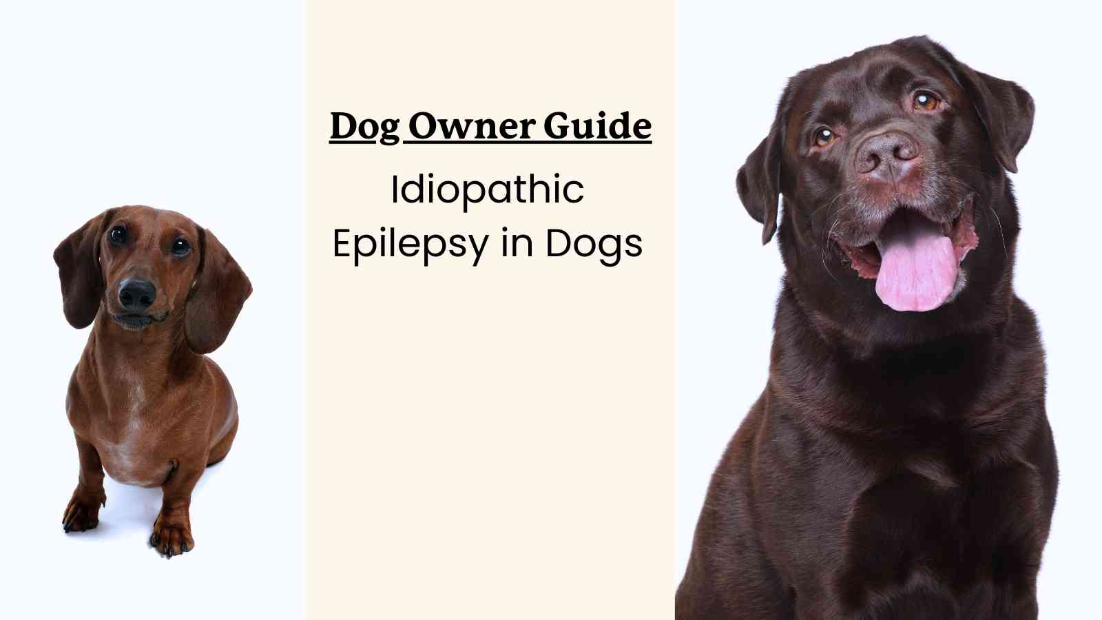 This is a guide to understanding idiopathic epilepsy in dogs