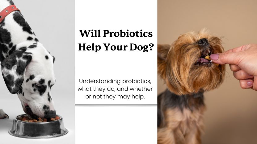 Will probiotics help your dog? and two dogs eating