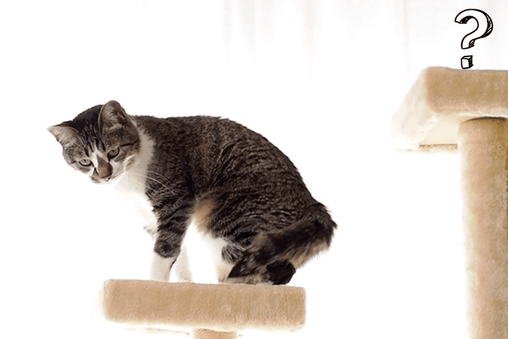 cat on cat tree with question mark