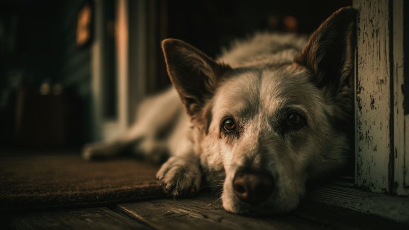 Why Your Senior Dog Can't Sleep at Night (And What to Do About It)