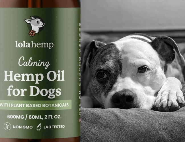 senior dog resting with bottle of hemp oil