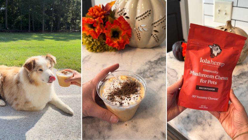 Probiotic Pumpkin Spice Latte for Dogs