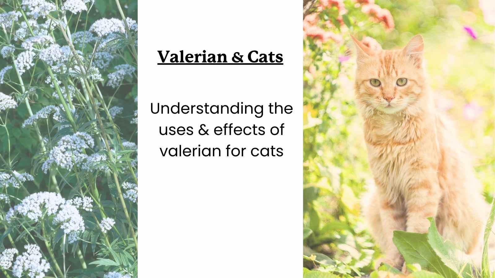 image of valerian and an image of a cat with text that says "valerian & cats - understanding the uses and effects of valerian for cats".