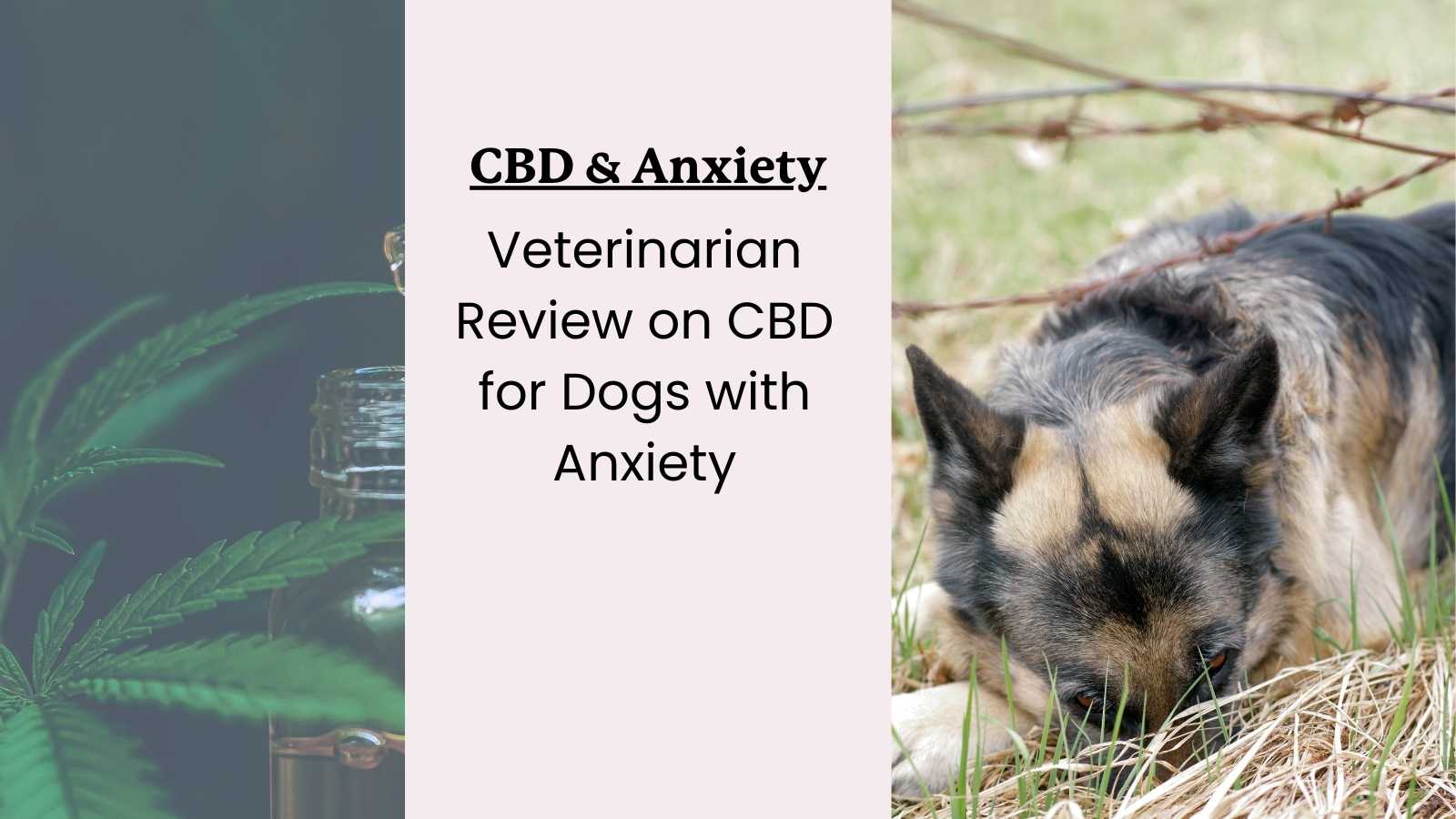 This is a veterinarian review on the use of CBD oil for dogs with anxiety.