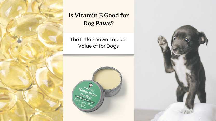 This image shows vitamin E, Lolahemp dog paw balm, and an image of a puppy showing its paw along with text that says "is vitamin E good for dog paws?"