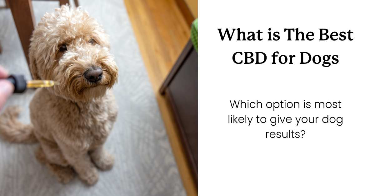 a dog sitting, waiting for his oil dropper of CBD.