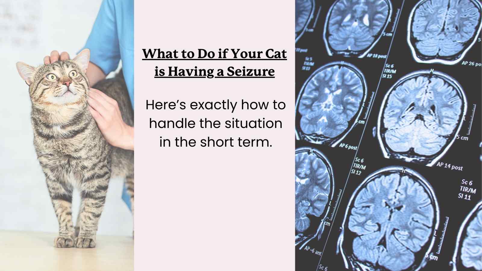 an image of a cat at the vet's office and image of a brain scan with text that reads "what to do if your cat is having a seizure."
