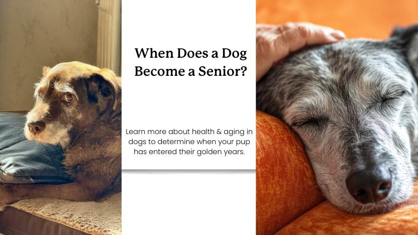 When Does a Dog Become a Senior?