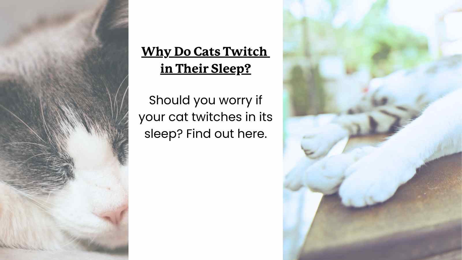 Two cats sleeping, text "Why Do Cats Twitch in Their Sleep?"