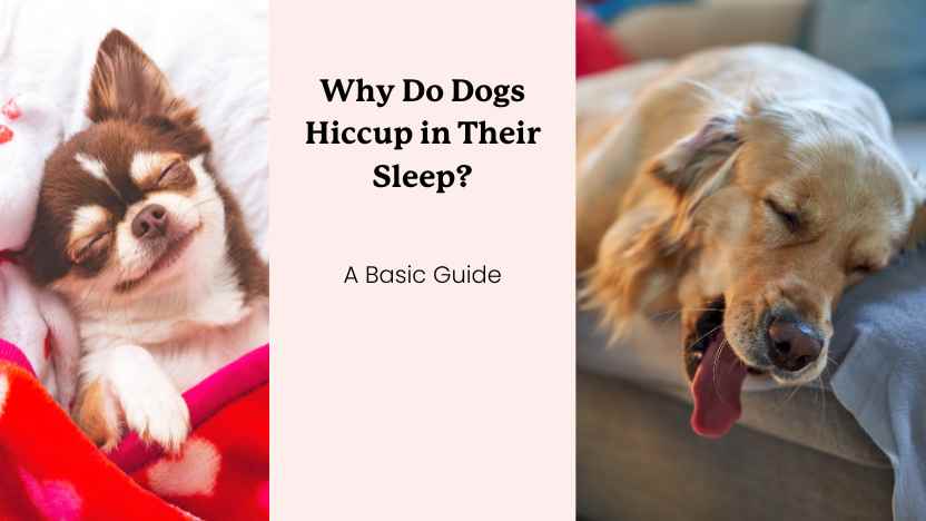 Why Do Dogs Hiccup in Their Sleep?