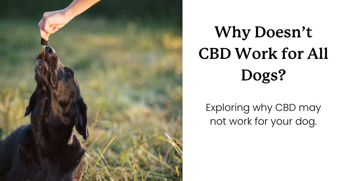 This image shows a dog taking CBD and text that reads "Why doesn't CBD work for all dogs?"