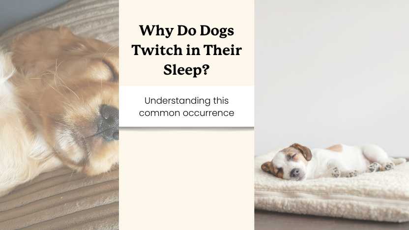 This image shows two sleeping dogs and text that says "why do dogs twitch in their sleep?"