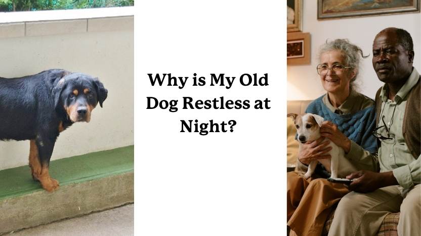 Senior Dog Nighttime Restlessness | Why It Happens & How to Help – Lolahemp