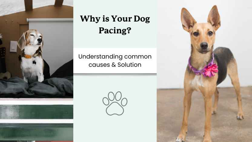 Two dogs standing, looking anxious, with text that says "why is your dog pacing?" understanding common causes and solutions.
