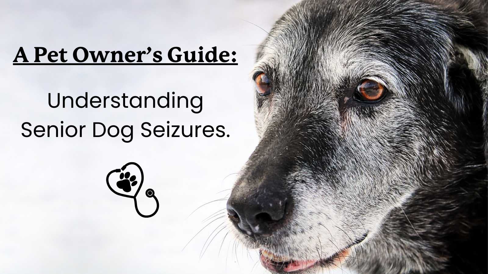 https://lolahemp.com/cdn/shop/articles/a_guide_to_understanding_old_dog_seizures.jpg?v=1763564485&utm_source=chatgpt.com