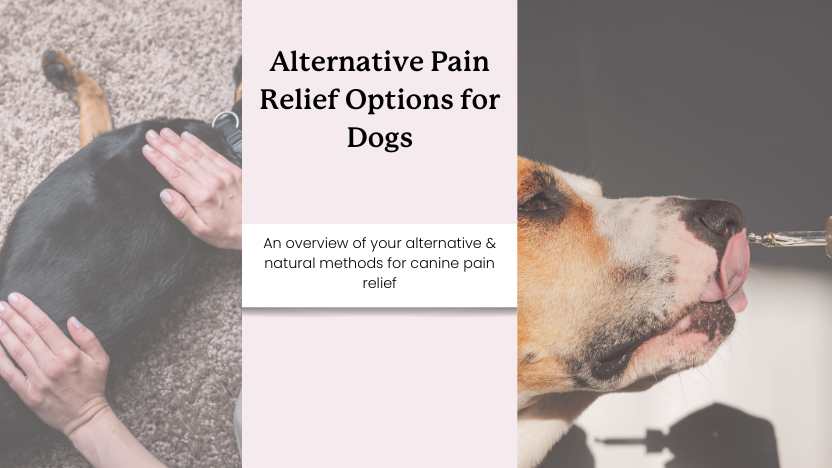 image of a dog getting massaged and a dog taking oil with text that reads "alternative pain relief options for dogs"