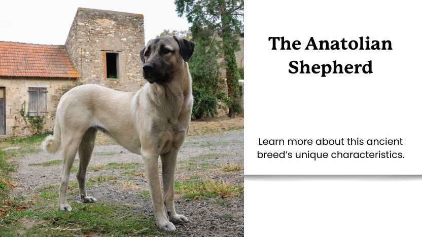 this image shows an anatolian shepherd and text that reads "The Anatolian Shepherd"