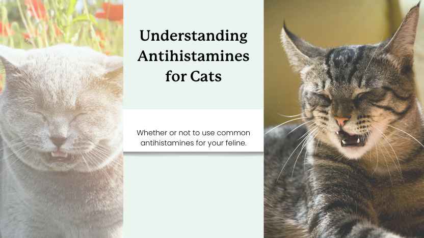 images of two sneezing cats and text that says "understanding antihistamines for cats"