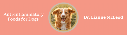 Anti inflammatory online dog food