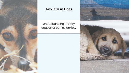 this image shows two anxious dogs and text that says "anxiety in dogs"