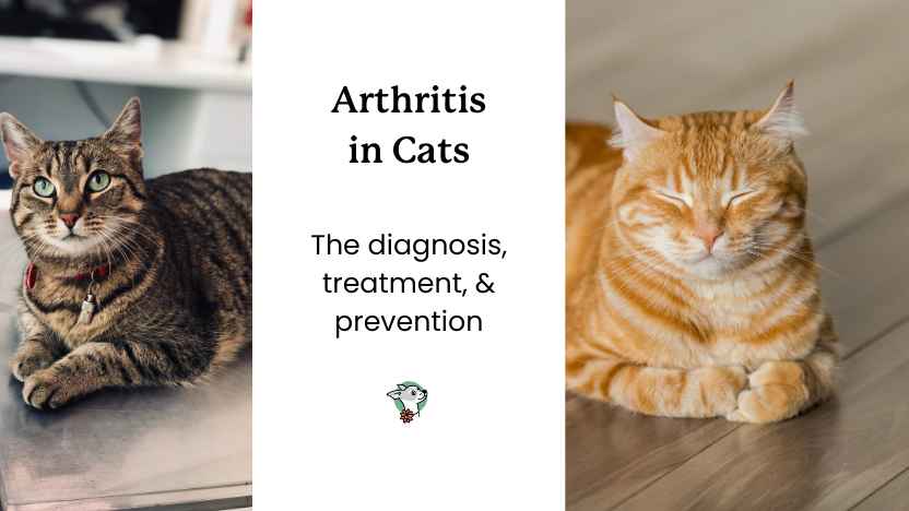 Arthritis in cats guide - two images of cats laying down