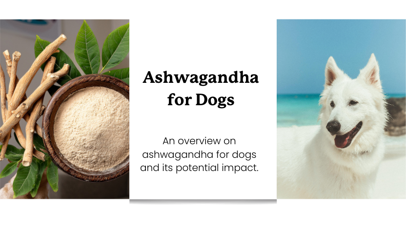 Understanding Ashwagandha for Dogs – Lolahemp