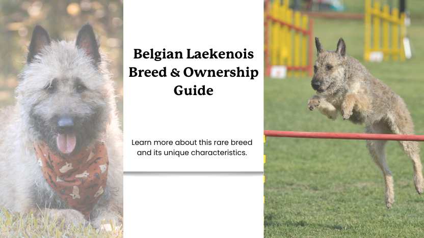 two images of belgian laekenois and text that reads "belgian laekenois breed & ownership guide".