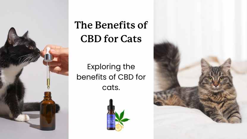 The benefits of CBD for cats - main image