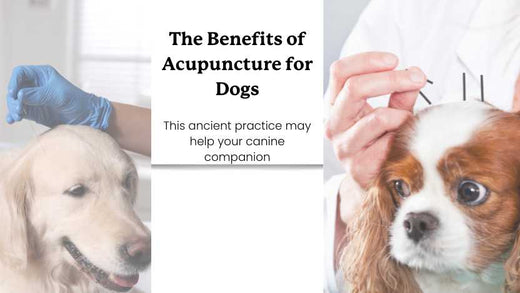picture of two dogs and text that says "the benefits of acupuncture for dogs"