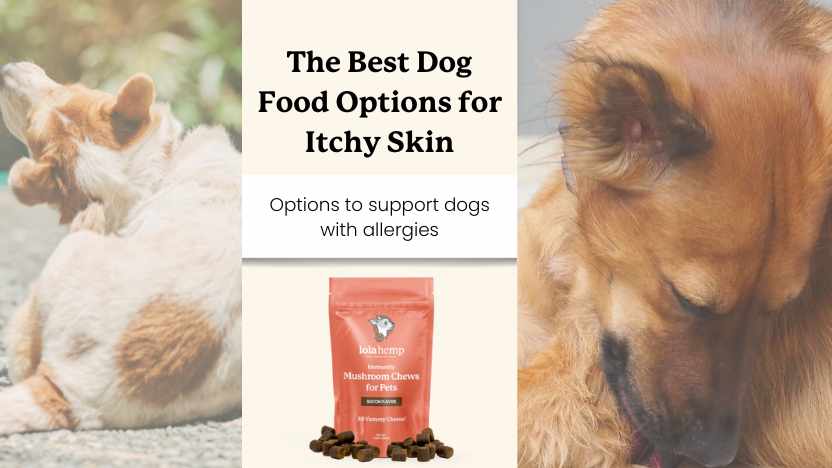 two dogs itching, a bag of mushroom chews, and text that says "the best dog food options for itchy skin"
