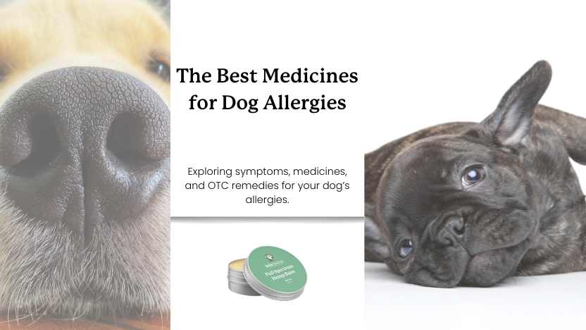 a labrador and a french bulldog with text that reads "the best medicines for dog allergies"