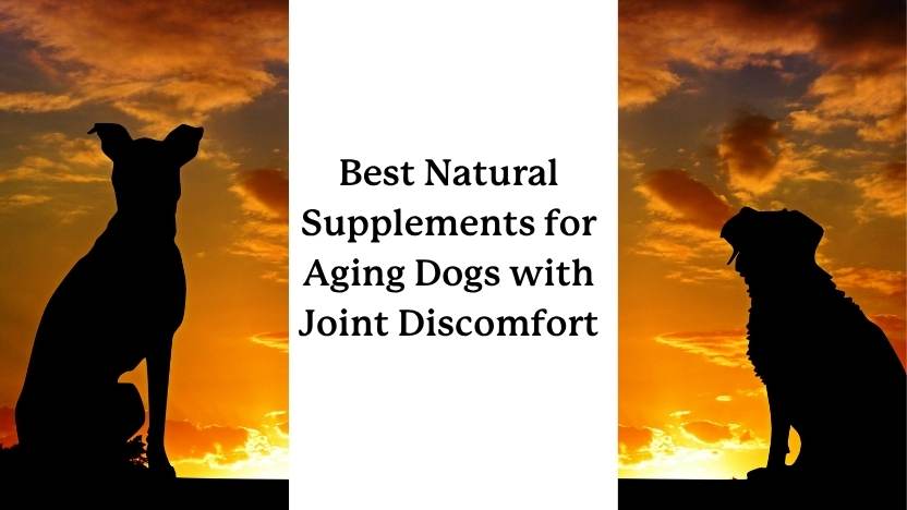 Best natural supplements for aging dogs with joint discomfort